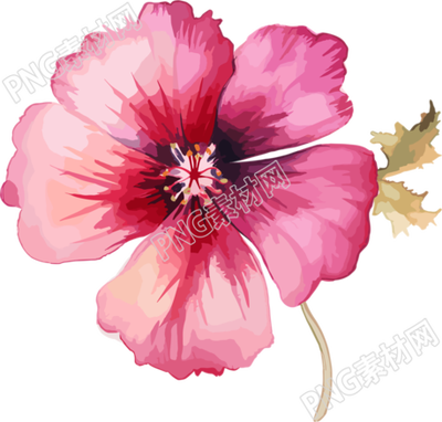 水彩花卉PNG插圖