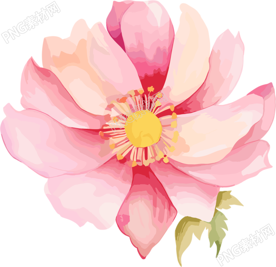水彩花卉插图PNG素材