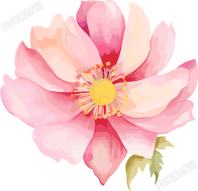 水彩花卉插圖PNG素材