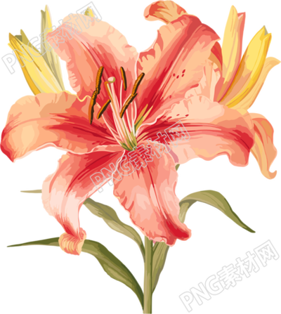 水彩花卉透明背景插畫