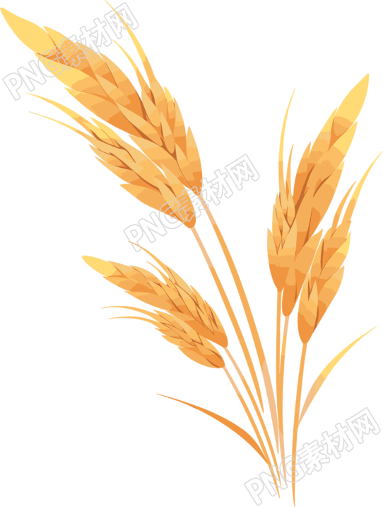 小麦白底平面插画
