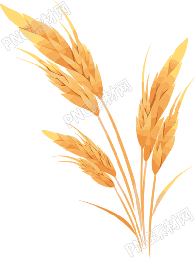 小麥白底平面插畫(huà)