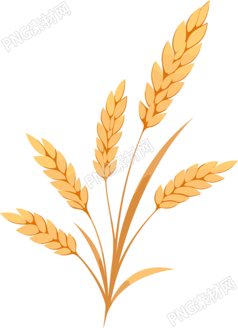 小麦简约插画素材