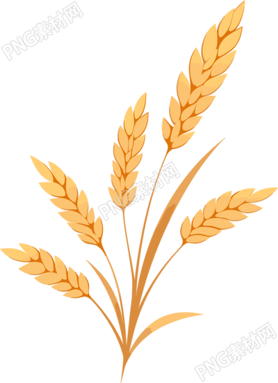 小麥簡(jiǎn)約插畫(huà)素材