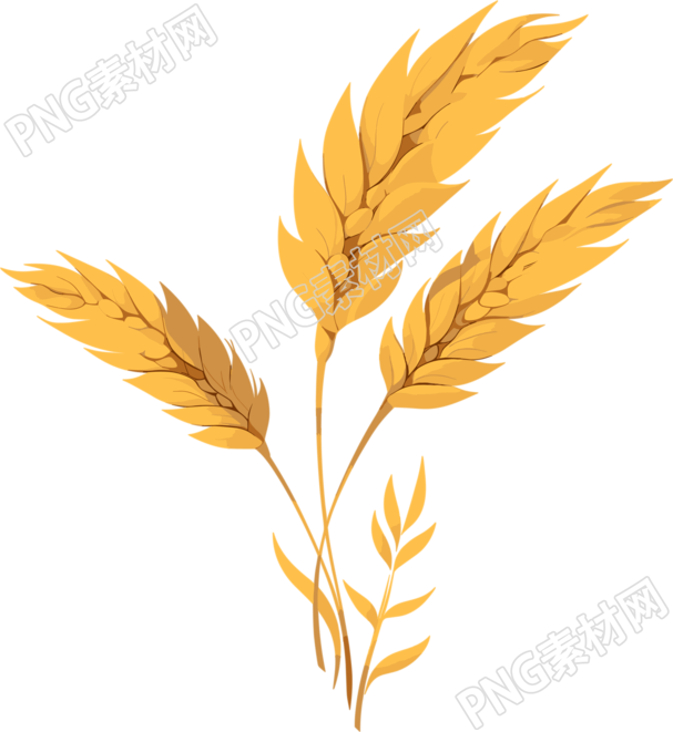小麦简约设计插图