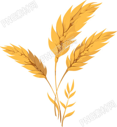 小麥簡(jiǎn)約設(shè)計(jì)插圖