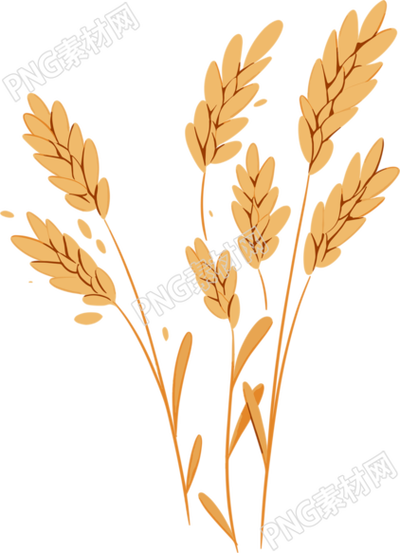 小麥扁平插畫(huà)設(shè)計(jì)元素