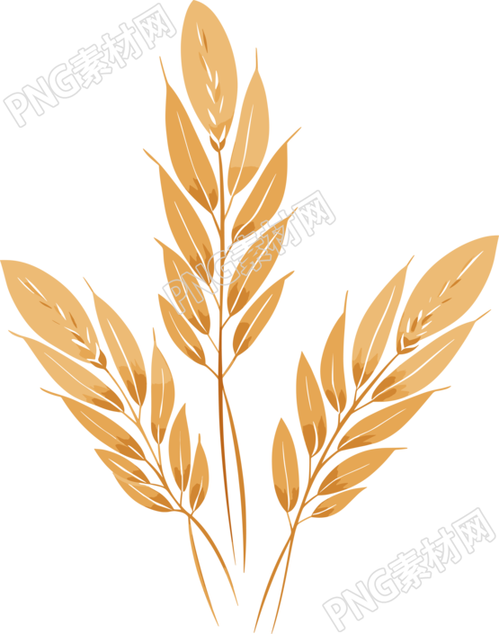 小麦插图设计元素