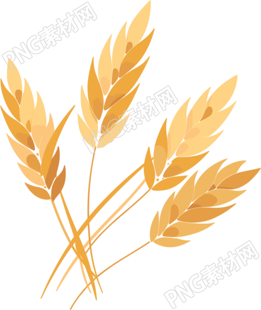 小麦透明背景插画