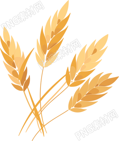小麥透明背景插畫(huà)
