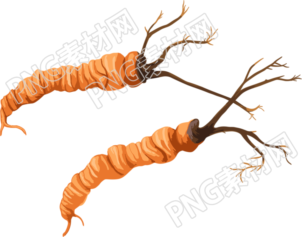 冬虫夏草插图简洁素材