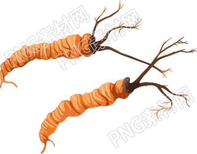 冬蟲夏草插圖簡潔素材