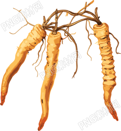 冬虫夏草图形素材插画