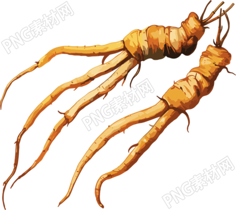 冬虫夏草商用插画