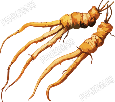 冬蟲夏草商用插畫