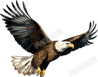 老鷹商業(yè)設(shè)計靈感插畫