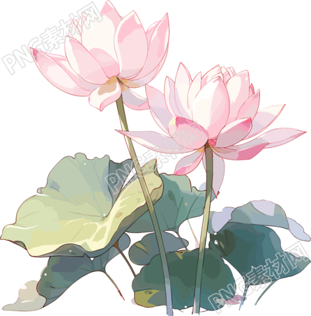 莲花透明背景插画