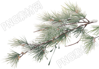 松枝积雪商业设计插画