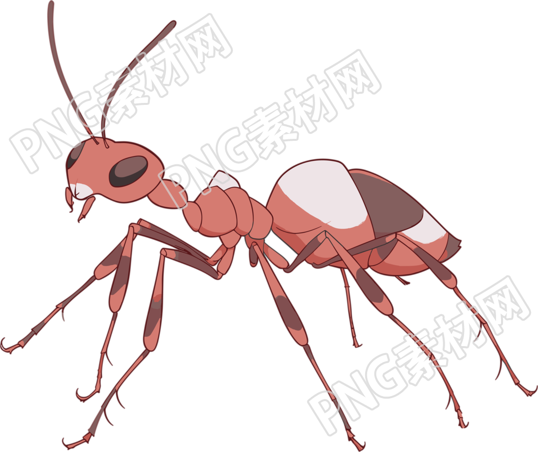蚂蚁卡通透明背景插图