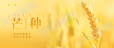 芒种时节小麦实景微信公众号首图