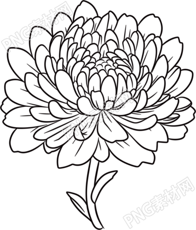 菊花简笔画