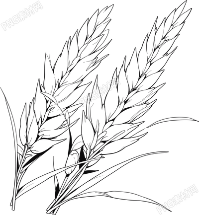 水稻簡筆畫