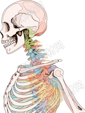 人體骨架手繪醫(yī)學(xué)插畫
