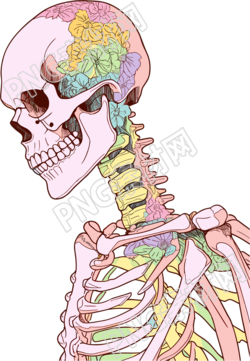 人體骨架高清插畫設(shè)計(jì)素材