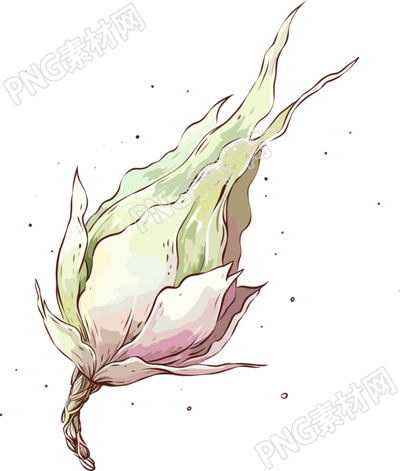 種子PNG圖形插畫(huà)