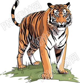 華南虎PNG圖形插畫(huà)