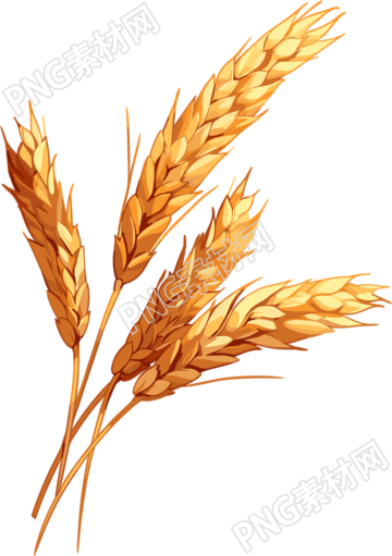 麦穗高清品质插图