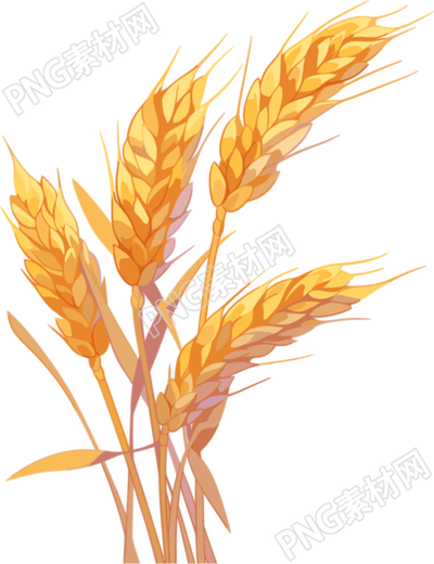 麥穗商業(yè)創(chuàng)意插圖