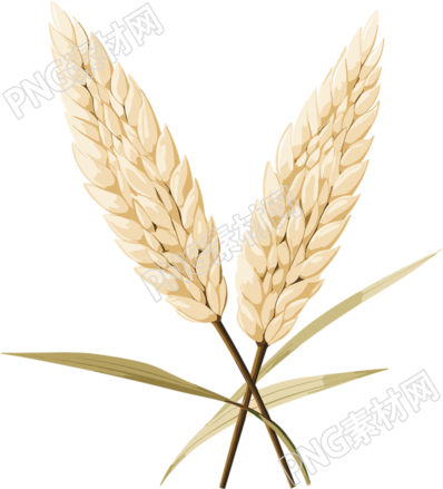 稻子可商用插画