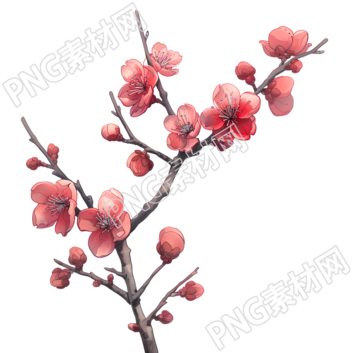 中国风梅花素材