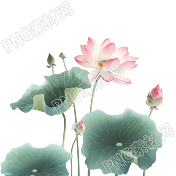 水墨荷花插圖