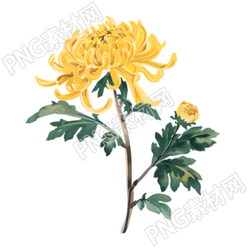 國風菊花可商用素材