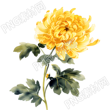 國風菊花裝飾插圖