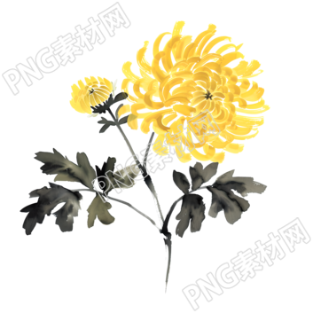 国风菊花商业设计插画
