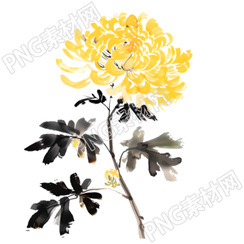 国风菊花透明背景素材