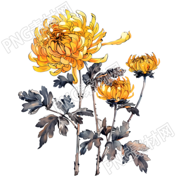 國風菊花商用插畫