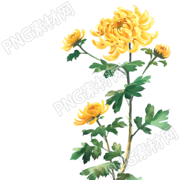 國風菊花PNG插圖