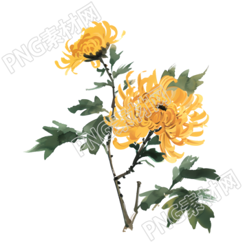 国风菊花高清素材