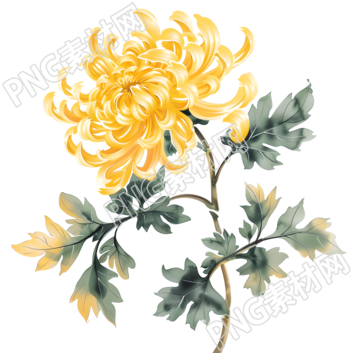 國風菊花手繪插畫