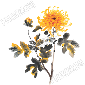 國風菊花高清圖形素材