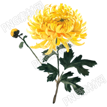 國風菊花美麗插畫