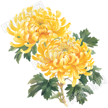 國風菊花插畫素材