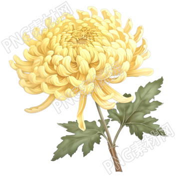 國風菊花插畫