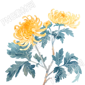 國風菊花插圖