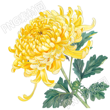 國風菊花素材