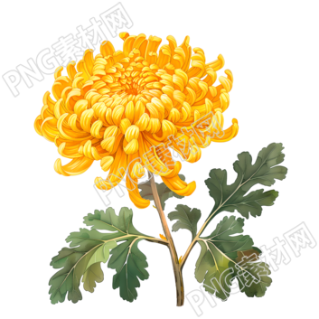 国风菊花元素